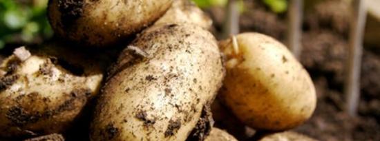 种植土豆时避免这些常见错误
