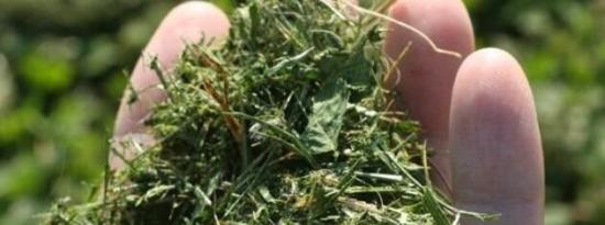 使用天然肥料增加水果产量和大小