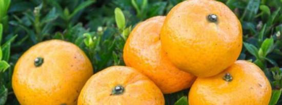 吃橙子的九个理由