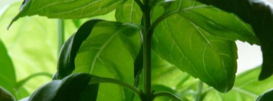加入圣罗勒粉可以大大增强面食的营养价值