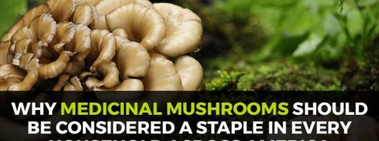 为什么药用蘑菇应该被视为每个家庭的主食