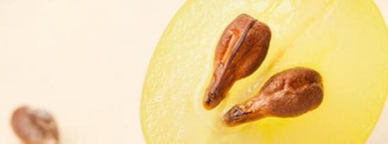 葡萄籽提取物被发现含有强大的营养物质 可防止蛀牙