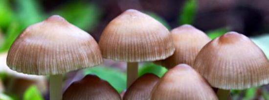 灵芝蘑菇可以对抗衰老与疾病甚至癌症