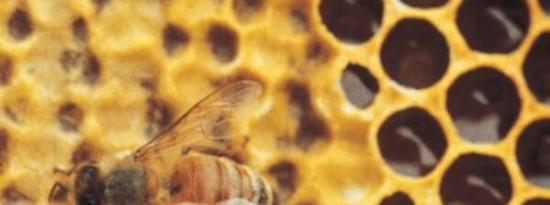 麦卢卡蜂蜜杀死的细菌比所有可用的抗生素都多