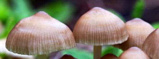 智能增长：洛格罗农场为奥斯汀带来可持续的蘑菇