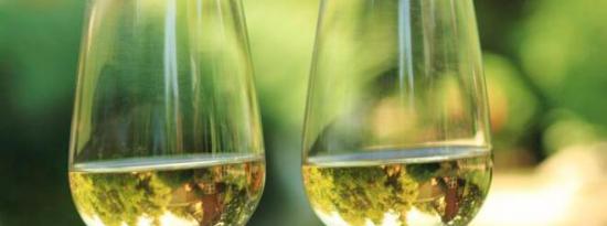为环保饮料干杯：如何发现可持续葡萄酒