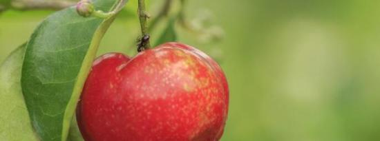 用针叶樱桃增强你的免疫系统 针叶樱桃是维生素C的重要来源