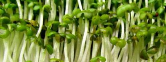 花园新鲜：如何在家中种植营养丰富的豆芽