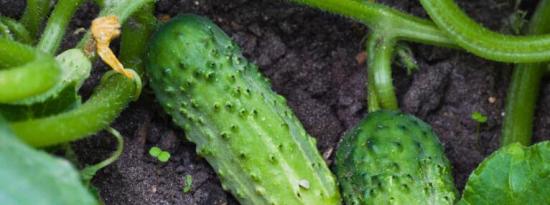 10种快速生长的蔬菜可种植在家庭花园中