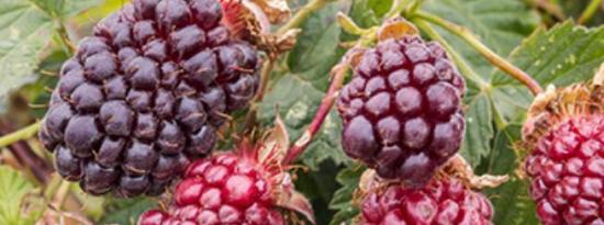 吃更多波森莓的6个理由 一种浓郁的酸味水果