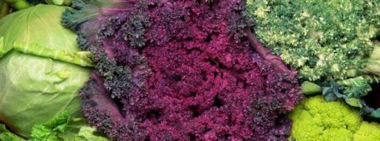 十字花科蔬菜和益生菌：一种有效的抗癌组合