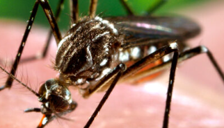 50年前科学家们对蚊子进行基因改造