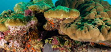 珊瑚可能在其骨骼中储存数量惊人的微塑料