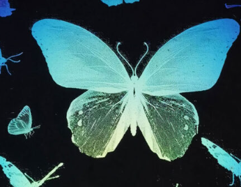 这些五颜六色的蝴蝶是用透明墨水创作的