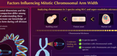 展开染色体染色体宽度决定因素的独特视角