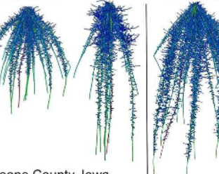 研究表明陡峭廉价和深的根系有助于玉米植物应对干旱