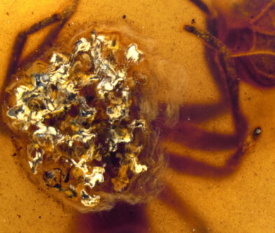 这是蜘蛛妈妈照顾幼崽的最古老化石证据