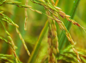 新应用程序可在早期识别水稻病害