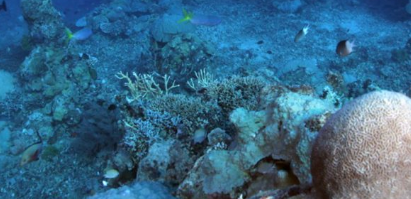 珊瑚隐藏的遗传多样性对应于不同的生活方式