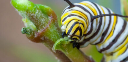 帝王蝶毛毛虫用头撞对方以争夺稀缺的食物