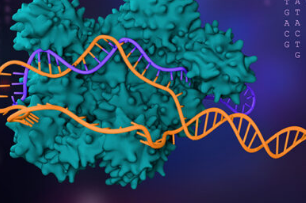 基因编辑工具CRISPR获得诺贝尔化学奖