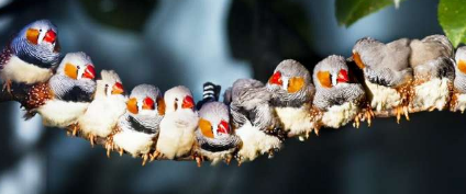 鸟鸣不仅仅是为了配偶或领地的竞争斑胸草雀唱歌是为了建立联系