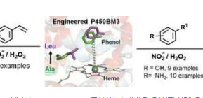 工程细胞色素P450BM3酶可直接硝化不饱和烃