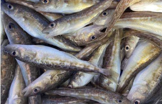 研究人员说瑞典的沿海鳕鱼种群并没有灭绝