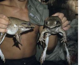 欧盟发现灭绝多米诺骨牌对青蛙种群的影响负责