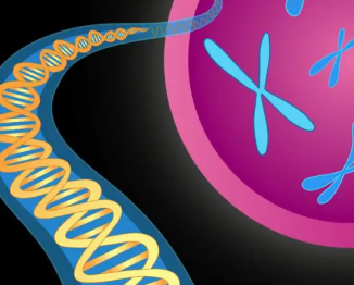 DNA修复随着年龄的增长而下降限制了生育能力