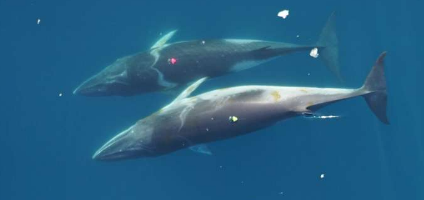 研究表明小须鲸代表了刺食须鲸所能达到的最小体型阈值