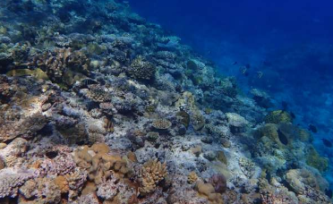 新研究首次全面了解珊瑚礁的氧气损失