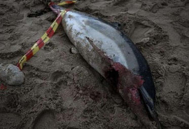 法国报告称有910只海豚被冲上大西洋海岸