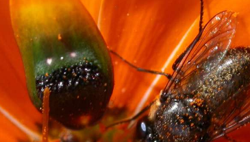 解释了欺骗性雏菊制造假苍蝇的能力