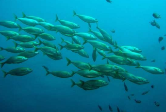 当今海洋鱼类的祖先是如何征服海洋的
