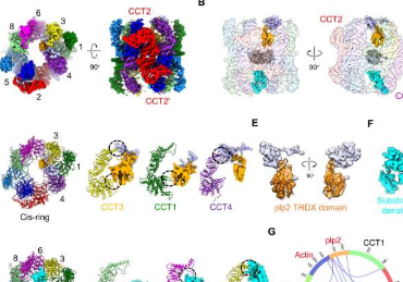 研究人员通过TRiC/CCT揭示了plp2介导的细胞骨架蛋白折叠的结构基础