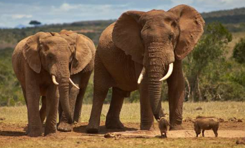 厚皮动物香水非洲大象如何使用气味进行交流