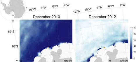 更少的冰意味着更少的呼叫海豹发现研究