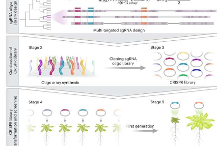 大规模基因改造方法揭示了植物中复制基因的作用和特性