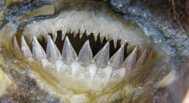 90种鲨鱼的颌骨形状显示出由栖息地驱动的进化