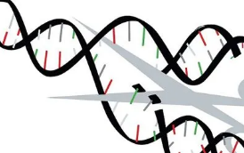 CRISPR和单细胞测序可确定性状和疾病的因果遗传变异