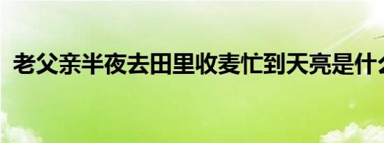 老父亲半夜去田里收麦忙到天亮是什么情况