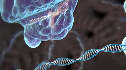 CryoEM揭示CRISPR引导的半胱天冬酶的工作原理