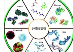 在三阴性乳腺癌中发现的生物标志物