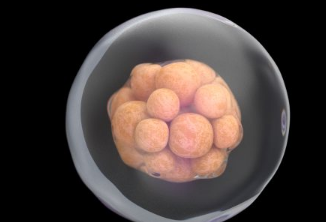 纺锤体转移法生产的人类胚胎发育正常