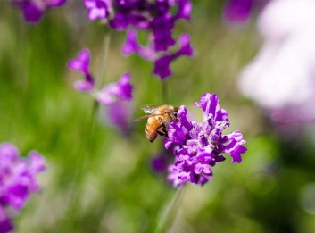 蜜蜂的授粉效果不如本土物种