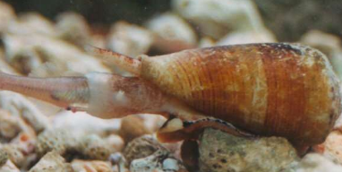 从致命的锥形蜗牛中发现新的毒液
