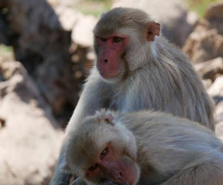 研究表明同性性行为在猕猴中广泛存在且具有遗传性