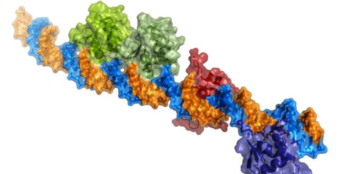 与DNA结合的蛋白质结构揭示了霍乱细菌的毒性是如何被激活的
