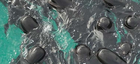 救援人员对澳大利亚搁浅鲸鱼的幸存表示乐观